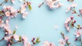 Beautiful cherry blossoms on light blue background, flat lay. Space for text Royalty Free Stock Photo