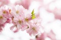 beautiful cherry blossoms in magnificent abundance