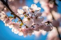 Beautiful cherry blossoms. nature\'s beauty. Cherry blossoms are beautiful. bloom in the springtime.