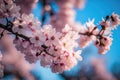 Beautiful cherry blossoms. nature\'s beauty. Cherry blossoms are beautiful. bloom in the springtime.