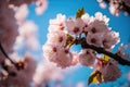 Beautiful cherry blossoms. nature\'s beauty. Cherry blossoms are beautiful. bloom in the springtime.