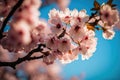 Beautiful cherry blossoms. nature\'s beauty. Cherry blossoms are beautiful. bloom in the springtime.