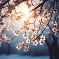 Beautiful cherry blossoms sakura in a foggy winter morning at sunrise, japan nature background, generative ai