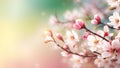 Beautiful cherry blossoms sakura in spring time with soft focus Royalty Free Stock Photo