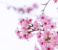 Beautiful cherry blossoms sakura tree bloom in spring isolated on white background, copy space, close up Royalty Free Stock Photo