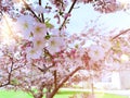 Beautiful cherry blossoms sakura tree bloom in spring in the park Royalty Free Stock Photo