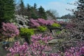 Beautiful cherry blossoms in Showa memorial park Royalty Free Stock Photo