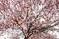 Beautiful Cherry Blossoms Tree In Spring. A close-up of cherry blossom trees in the springtime Royalty Free Stock Photo