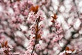 Beautiful Cherry Blossoms Tree In Spring. A close-up of cherry blossom trees in the springtime Royalty Free Stock Photo