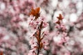 Beautiful Cherry Blossoms Tree In Spring. A close-up of cherry blossom trees in the springtime Royalty Free Stock Photo