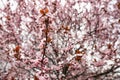 Beautiful Cherry Blossoms Tree In Spring. A close-up of cherry blossom trees in the springtime Royalty Free Stock Photo
