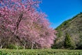 Beautiful Cherry Blossoms in Wuling Farm Taiwan