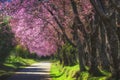 Beautiful Cherry blossomTrees Sakura Thailand at Doi Inthanon, Chiangmai, Thailand. Royalty Free Stock Photo