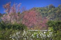 Beautiful Cherry blossomTrees Sakura Thailand at Doi Inthanon, Chiangmai, Thailand. Royalty Free Stock Photo