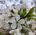 Beautiful cherry landscape. Floral spring abstract background of nature. Branches of blossoming cherry macro with soft focus Royalty Free Stock Photo