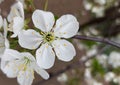 Beautiful cherry landscape. Floral spring abstract background of nature. Branches of blossoming cherry macro with soft focus Royalty Free Stock Photo