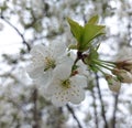 Beautiful cherry landscape. Floral spring abstract background of nature. Branches of blossoming cherry macro with soft focus Royalty Free Stock Photo