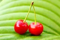 Beautiful cherry on a light green natural summer background. Two fresh juicy ripe cherries on a branch outdoors close-up Royalty Free Stock Photo