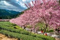 Cherry and tea garden in Taiwan Royalty Free Stock Photo
