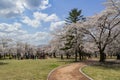 Beautiful cherry tree blossom around the famous Bulguksa temple