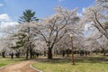 Beautiful cherry tree blossom around the famous Bulguksa temple