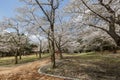 Beautiful cherry tree blossom around the famous Bulguksa temple