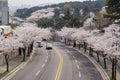 Beautiful cherry tree blossom in Geumgang Park