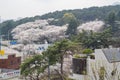 Beautiful cherry tree blossom in Geumgang Park