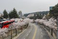 Beautiful cherry tree blossom in Geumgang Park