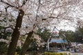 Beautiful cherry tree blossom in Geumgang Park