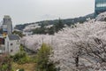 Beautiful cherry tree blossom in Geumgang Park