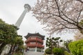 Beautiful cherry tree blossom in Geumgang Park