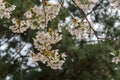 Beautiful cherry tree blossom in Geumgang Park