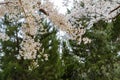 Beautiful cherry tree blossom in Geumgang Park