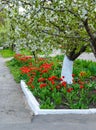 Beautiful cherry tree blossom growing in spring detail, red tulips on the background. Royalty Free Stock Photo