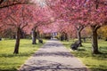 Beautiful cherry tree blossoms along a small path Royalty Free Stock Photo