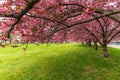 Beautiful cherry tree blossoms sakura in spring time