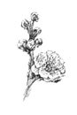 Beautiful cherry tree flower blooming illustration sketch