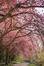 Beautiful cherry trees in the park Royalty Free Stock Photo