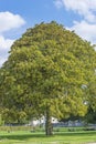 Beautiful chesnut tree in the summer park