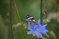 Chessboard butterfly