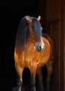 Beautiful arabian horse isolated on black background Royalty Free Stock Photo