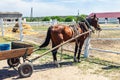 Beautiful chestnut brown horse harnessed with old wooden cart against white brick barn building at farm on background Royalty Free Stock Photo