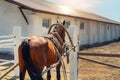 Beautiful chestnut brown horse harnessed with old wooden cart against white brick barn building at farm on background Royalty Free Stock Photo