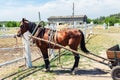 Beautiful chestnut brown horse harnessed with old wooden cart against white brick barn building at farm on background Royalty Free Stock Photo