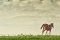 Beautiful Chestnut Brown Horse Running