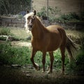 Beautiful chestnut-colored horse with a golden blonde mane and tail