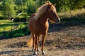 Beautiful chestnut colored Icelandic horse in a summer pasture