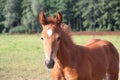 Beautiful chestnut foal portrait in summer Royalty Free Stock Photo