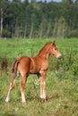 Beautiful chestnut foal portrait in summer Royalty Free Stock Photo
